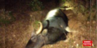 death of gaur