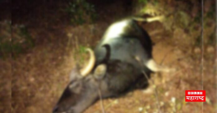 death of gaur