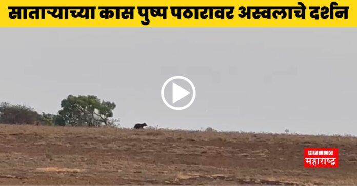 Satara News Bear