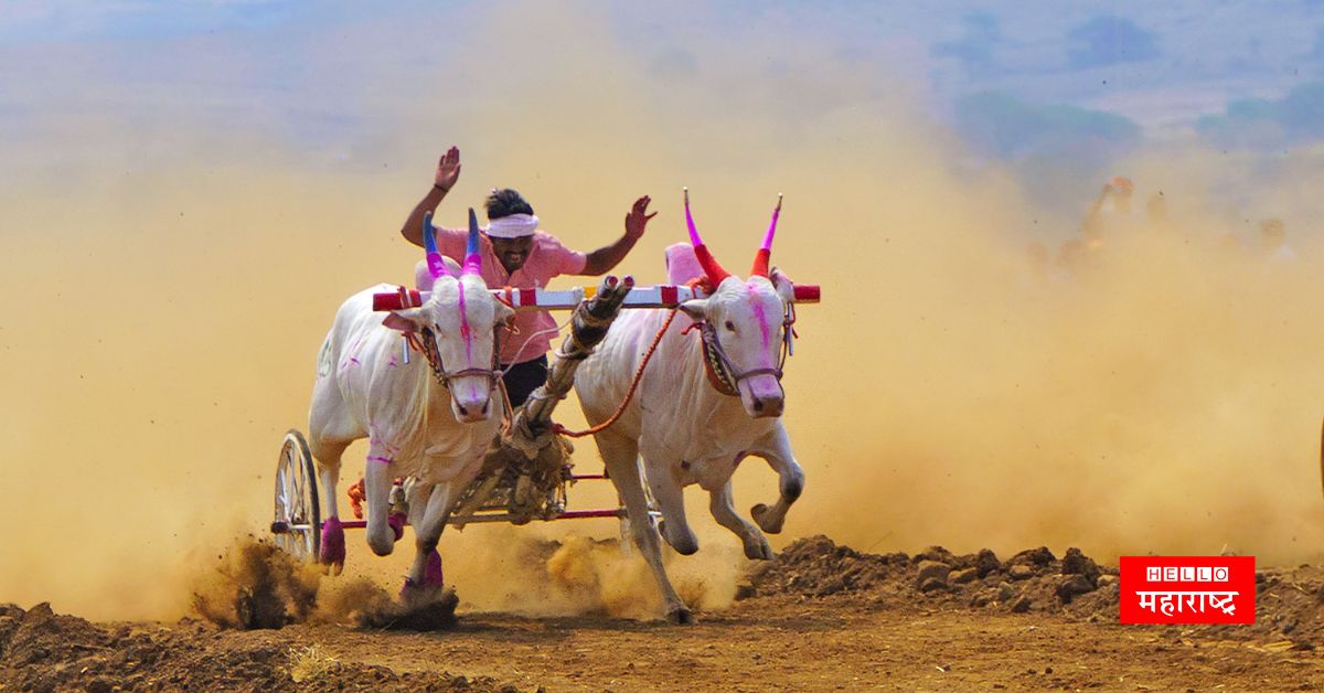 Bullock Cart Race Patan Taluka