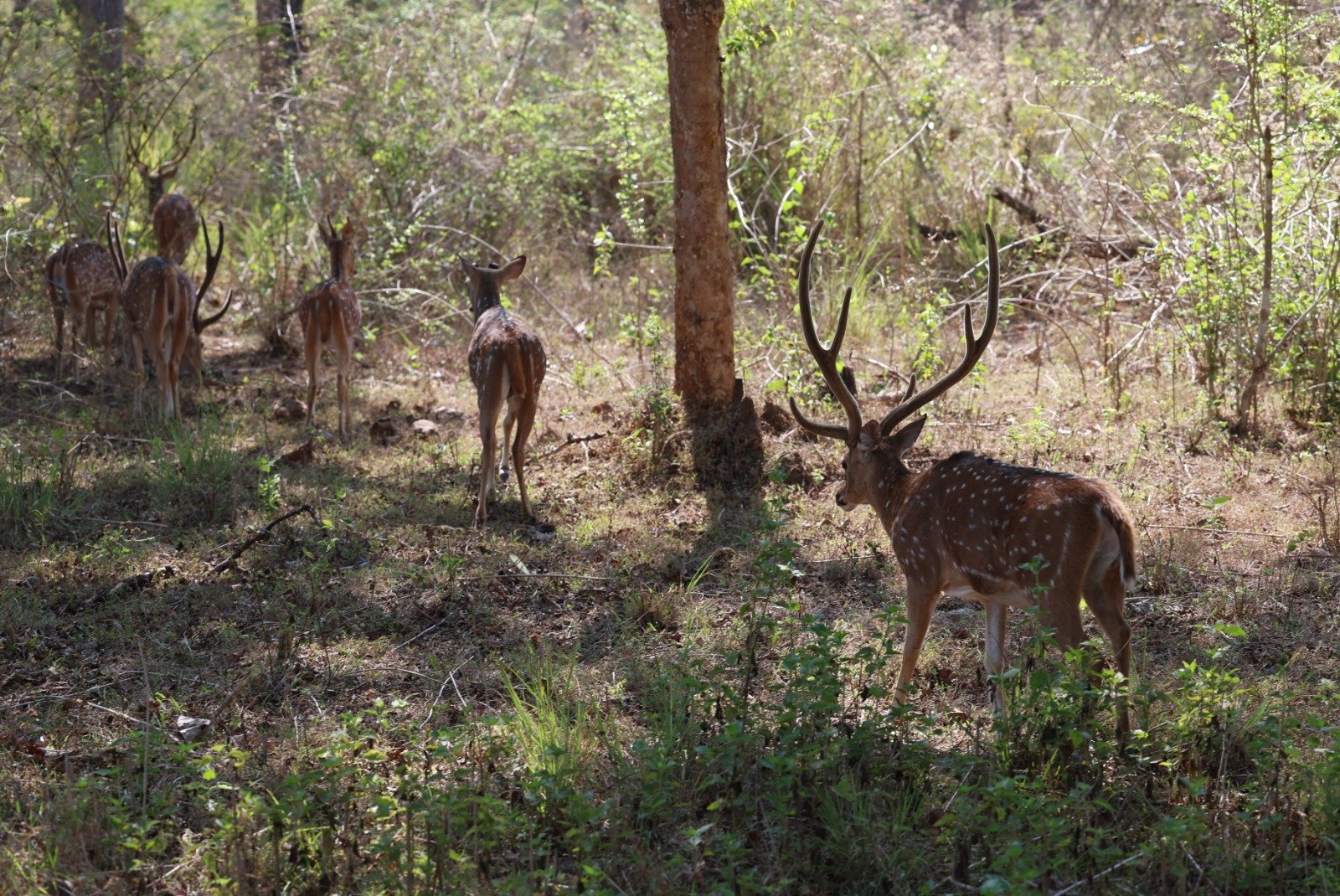 Modi In Bandipur Tiger Reserve