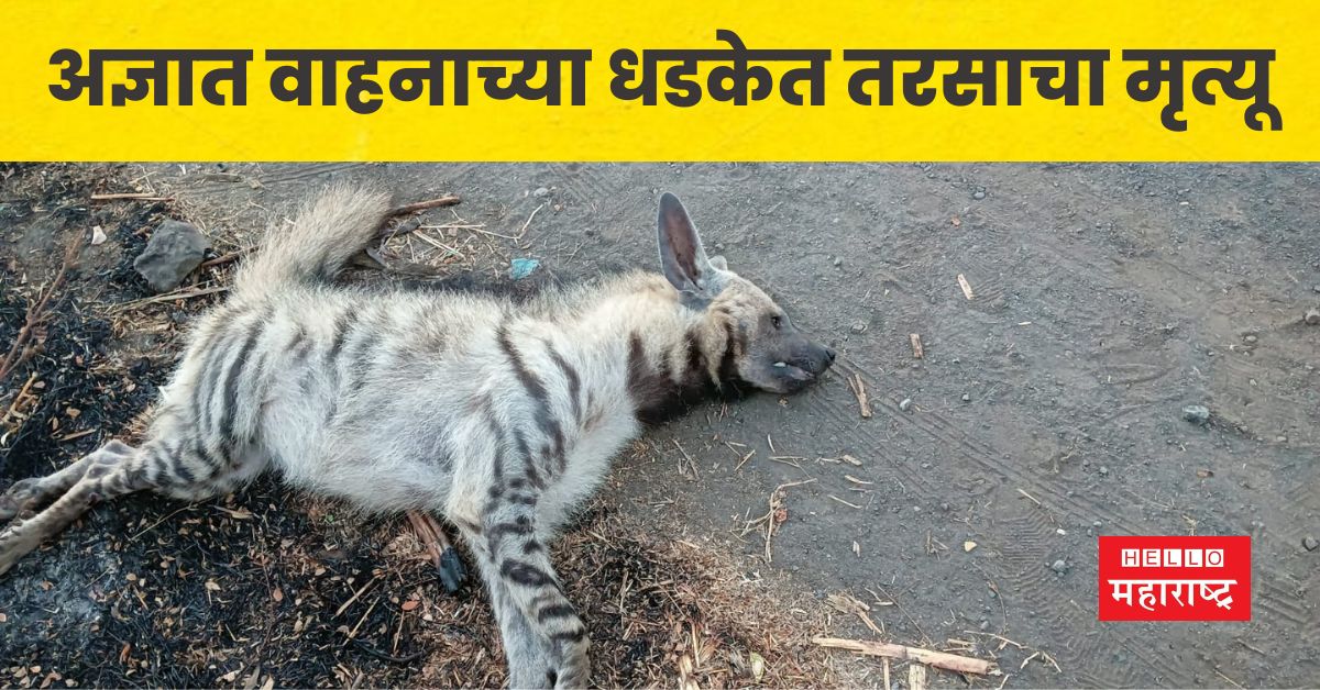 Hyenas died due to collision with unknown vehicle