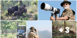 Modi In Bandipur Tiger Reserve