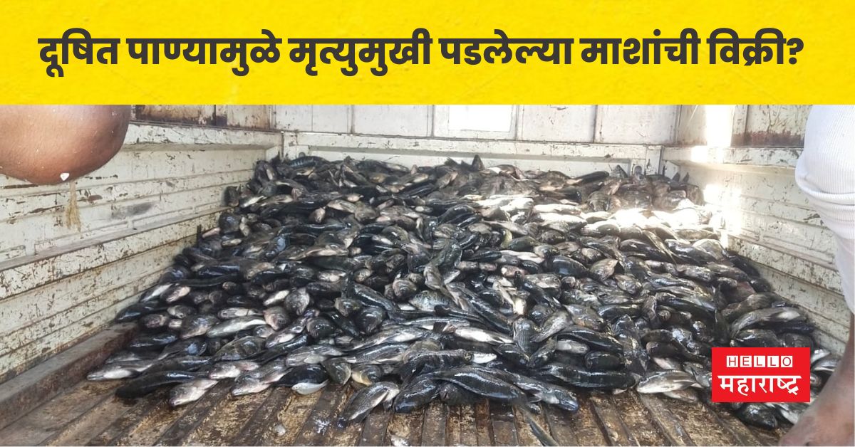 Sale of dead fish due to contaminated water