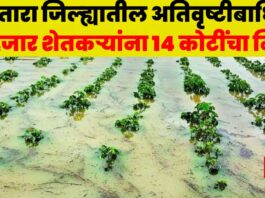 Satara Agriculture News