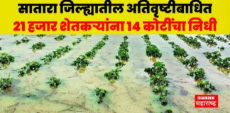 Satara Agriculture News