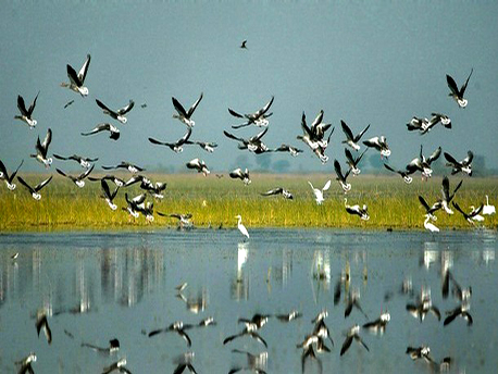 Mayni Bird Sanctuary