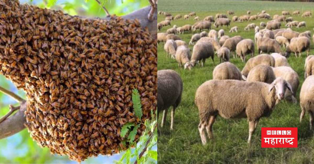 bee attack on sheep