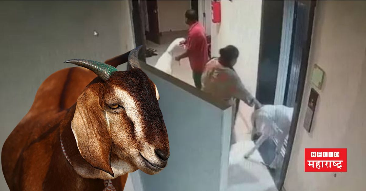 Controversy over keeping goat in society