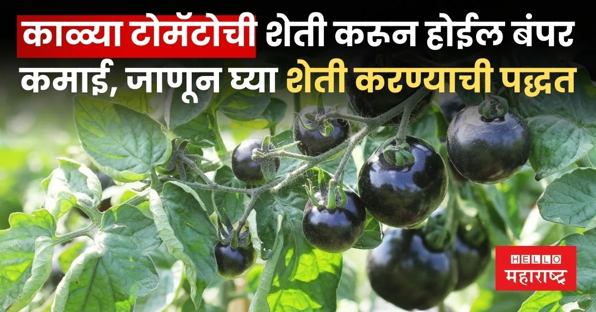 Indigo Black Tomato