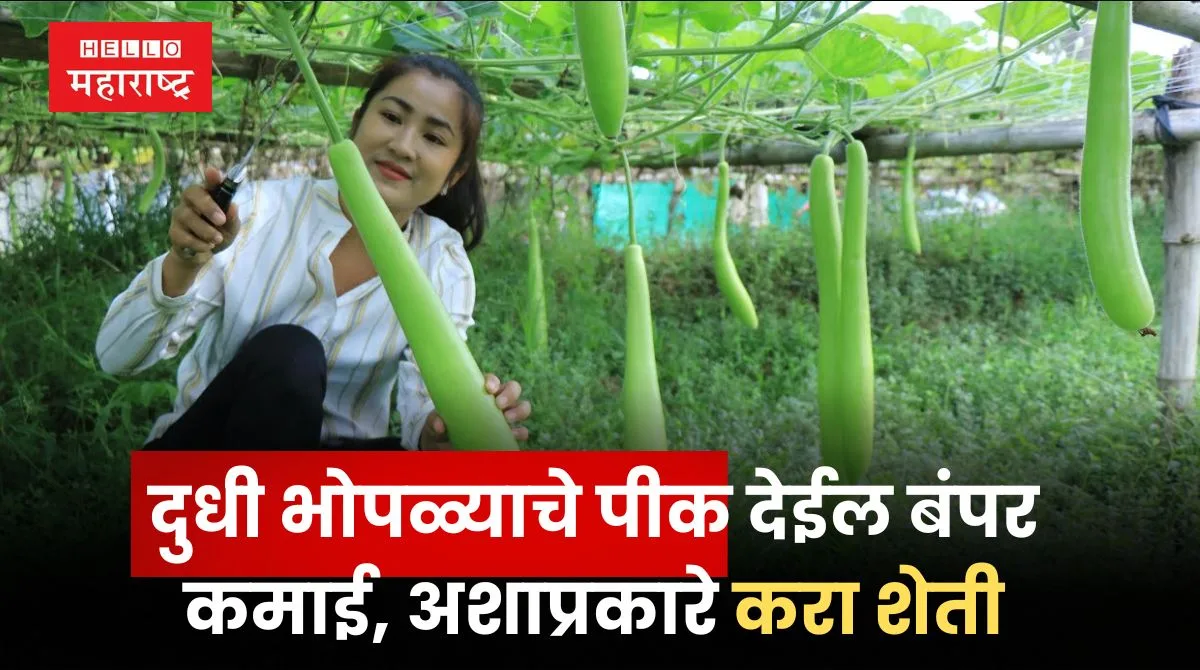 Bottle Gourd Farming