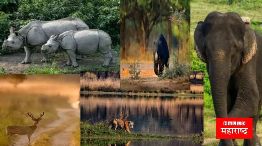 National Parks India