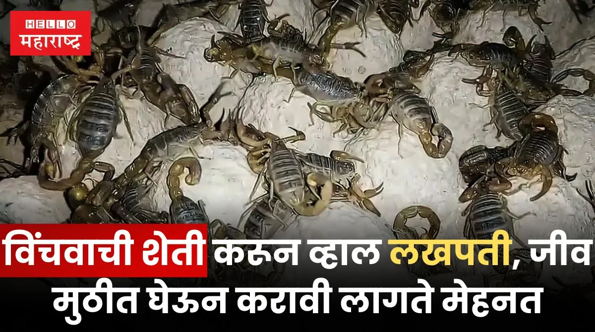 Scorpion Farming