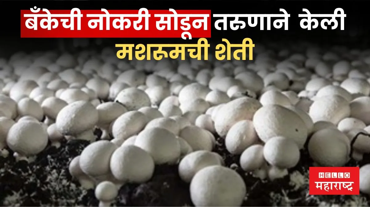 Mushroom Farming