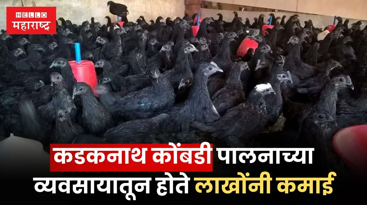 Kadaknath Chicken Farming