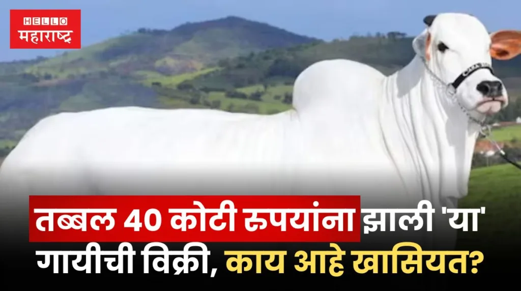 Abba Cow Sold For 40 Crores