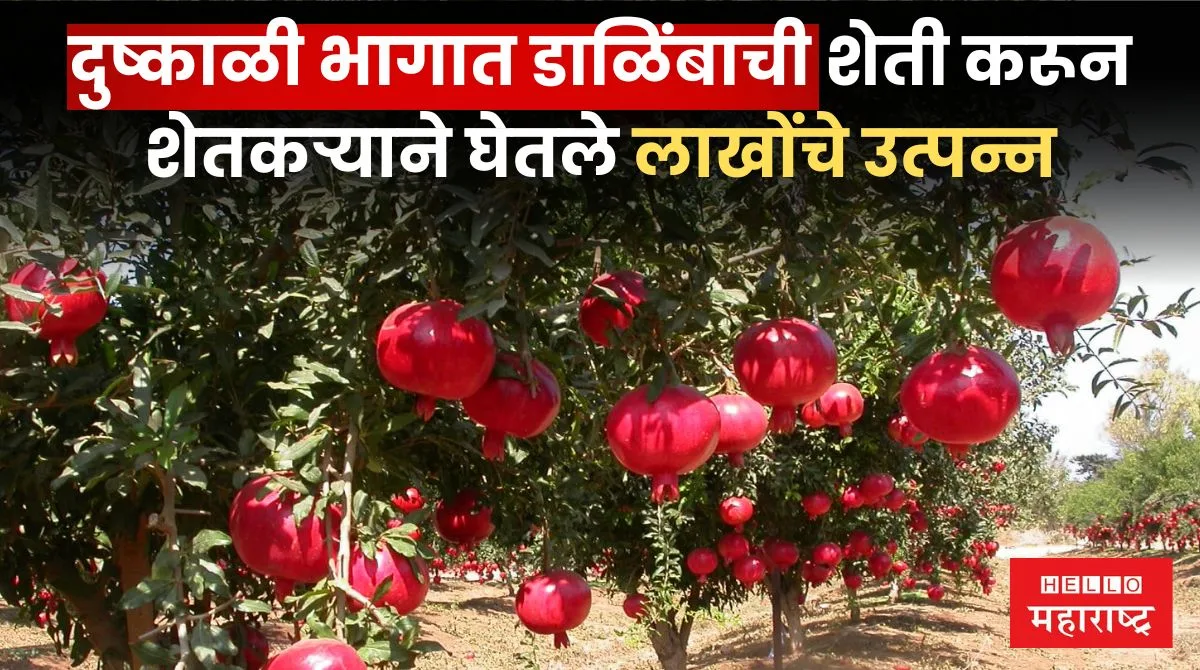 Pomegranate Plantation