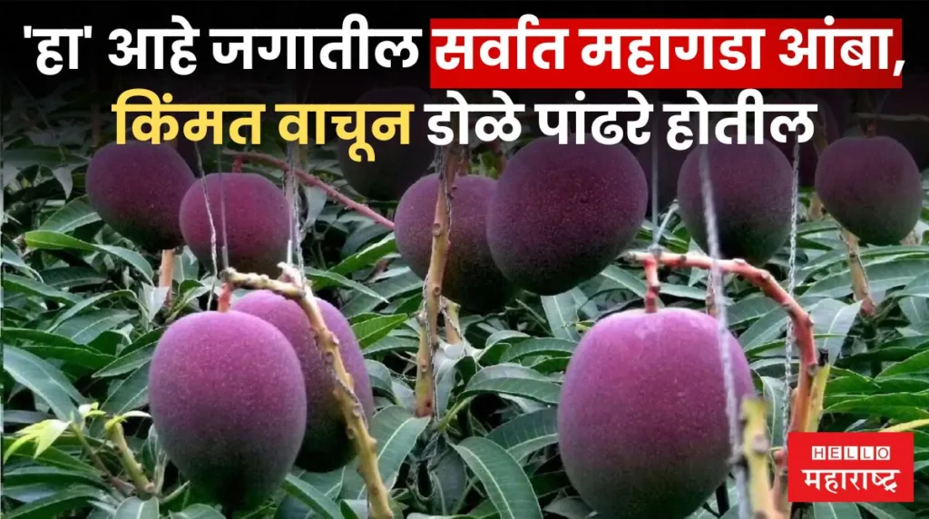 Most Expensive Mango In The World