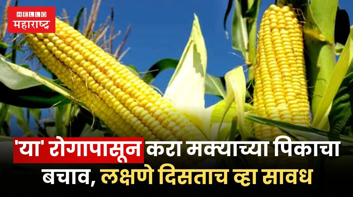 Jhulsa Rog On Maize Cultivation