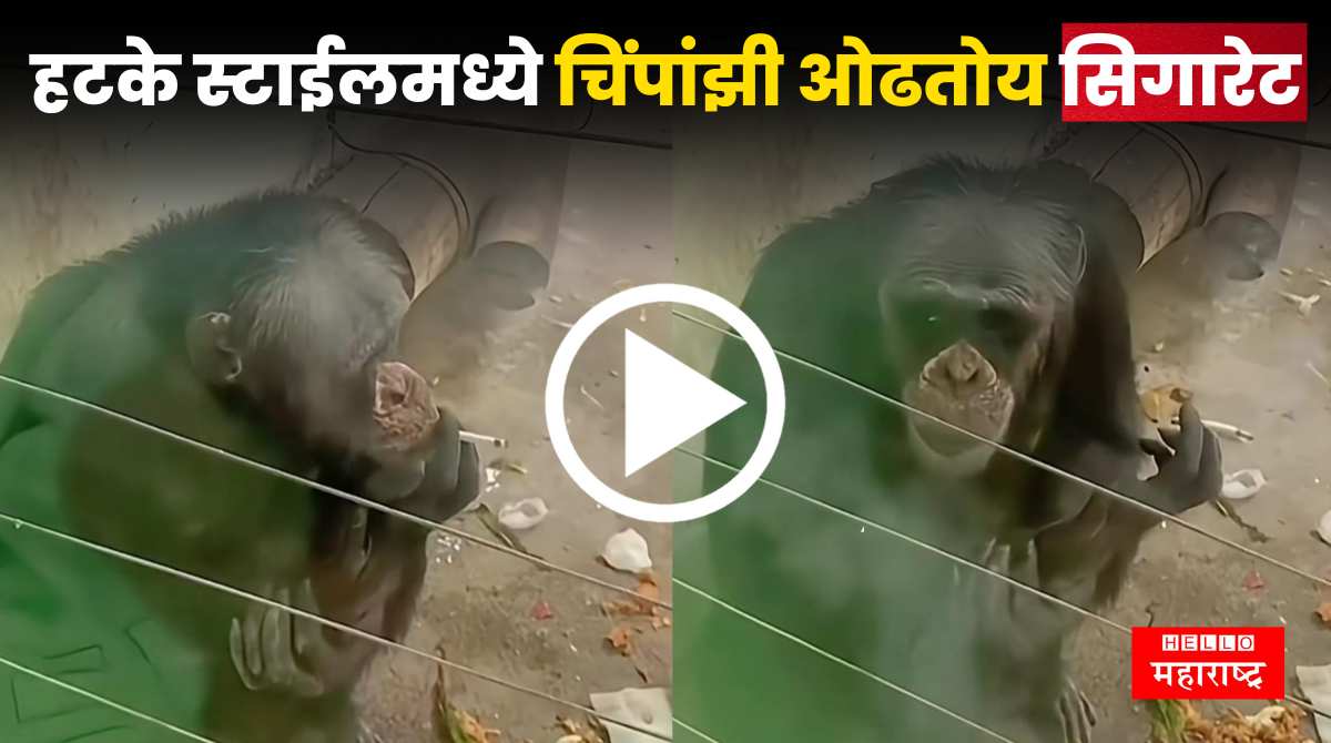Chimpanzee Smoking