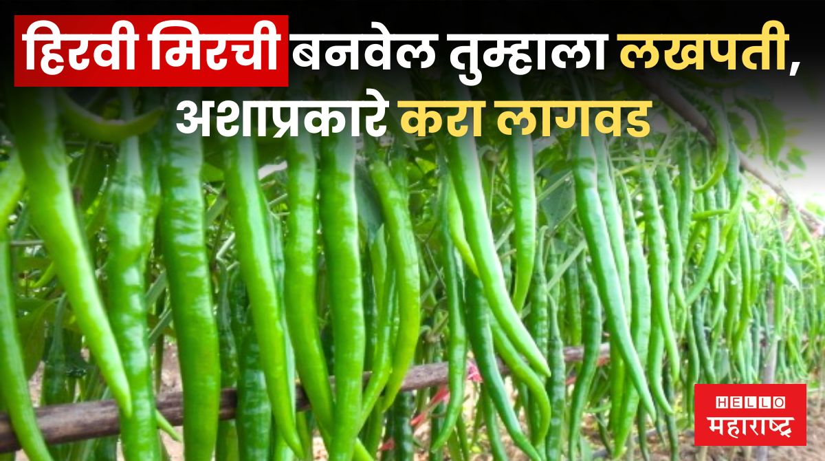 Green Chilli Cultivation