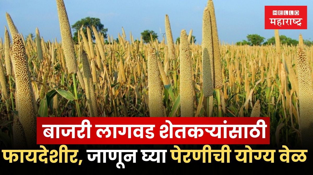 Millets Farming