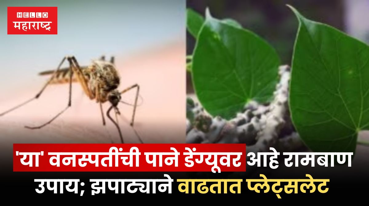 Dengue Home Remedies