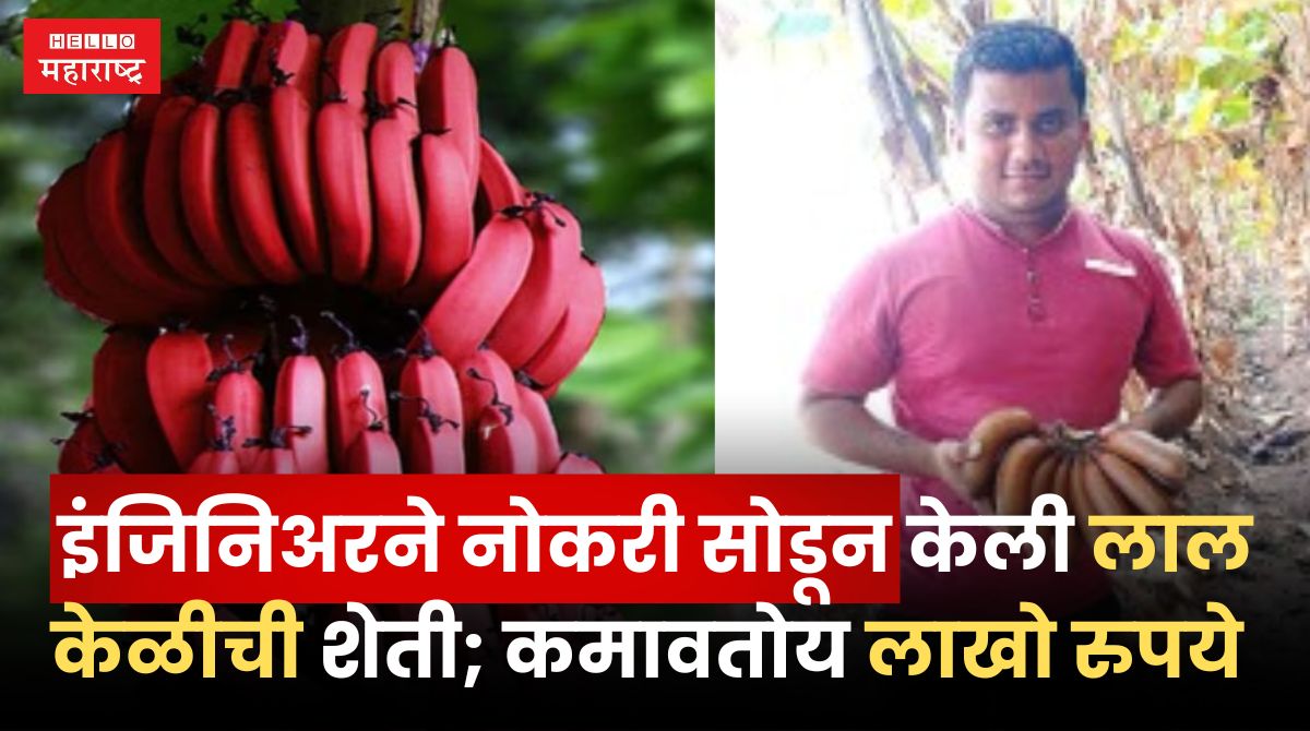 Red Banana Farming