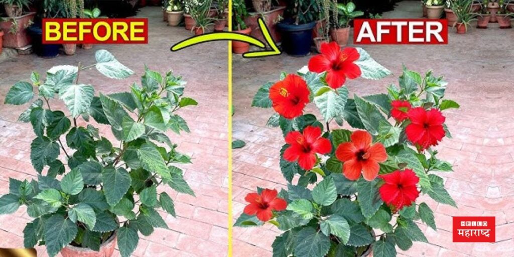 flowering in hibiscus