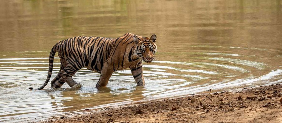 Tadoba