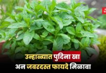 उन्हाळ्यात पुदिना खा अन जबरदस्त फायदे मिळावा; जाणून घ्या सर्वोत्तम आरोग्य टिप्स Mint