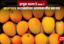 देवगड हापूसचे साताऱ्यात फटाक्यांच्या आतिषबाजीत स्वागत ! पहा किती मिळाला दर ?