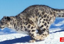 हिमालयाच्या कुशीतील थरारक अनुभव ! स्पिती येथील स्नो लेपर्ड आणि बरंच काही snow leopard