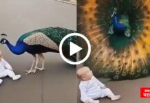 मोर बनला चिमुकल्याचा सुरक्षा रक्षक ! गाड्यांपासून वाचवला जीव , व्हिडीओ एकदा पहाच viral video