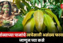 सौंदर्य टिप्स !! आंब्याच्या पानांचे त्वचेसाठी असंख्य फायदे; जाणून घ्या कसे mango leaf