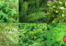 दररोज खा एक पान… शरीरात दिसतील ‘हे’ चमत्कारिक बदल Untitled design (15)