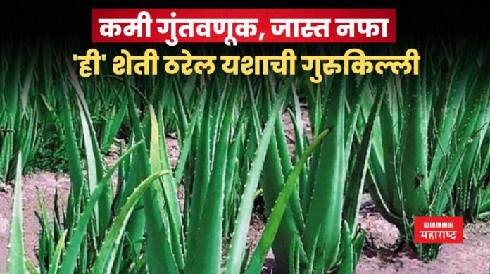 aloe vera farming