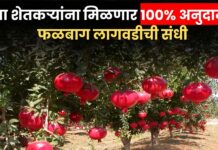 शेतकऱ्यांना मिळणार 100% अनुदानासह फळबाग लागवडीची संधी ; जाणून घ्या अर्जाची संपूर्ण प्रक्रिया