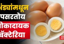 अंड्यांमधून पसरतोय धोकादायक बॅक्टेरिया!! 7 राज्यात 80 रुग्णांना धोका Dangerous bacteria eggs