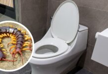 पावसाळ्यात बाथरूममध्ये घुसतात गांडूळ-गोम? जाणून घ्या घरगुती आणि नैसर्गिक उपाय