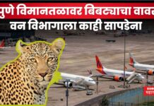 Pune Airport : पुणे विमानतळावर बिबट्याचा वावर; मुरलीधर मोहोळ यांनी दिल्या महत्वाच्या सूचना Pune Airport leopard