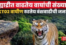 Sahyadri Tiger Reserve : सह्याद्रीत वाढतेय वाघांची संख्या!! SKT02 वाघीण ठरतेय वंशवाढीची जननी Sahyadri Tiger Reserve