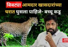Bachhu Kadu On Leopard : बिबट्या आमदार खासदारांच्या घरात घुसला पाहिजे- बच्चू कडू Bachhu Kadu On Leopard